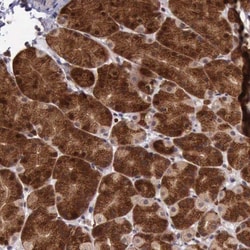ARMCX3 Antibody, Novus Biologicals:Antibodies:Primary Antibodies