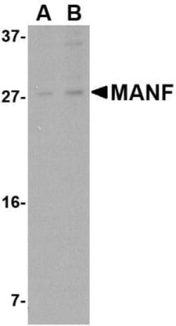 MANF Antibody - BSA Free, Novus Biologicals 0.1mg; Unlabeled:Antibodies,
