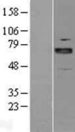 Novus Biologicals&trade;&nbsp;ARNT2 Overexpression Lysate