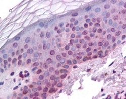 ARNT/HIF-1 beta Antibody, Novus Biologicals 0.025mL; Unlabeled:Antibodies,