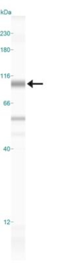 ARNT/HIF-1 beta Antibody, Novus Biologicals 0.025mL; Unlabeled:Antibodies,