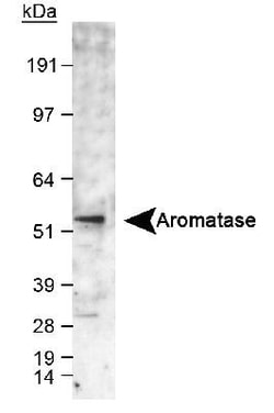Aromatase Antibody, Novus Biologicals 0.1mL; Unlabeled:Antibodies, Polyclonal