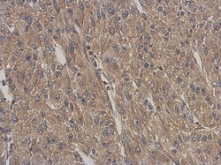 ARPC5L Antibody, Novus Biologicals 0.1mL; Unlabeled:Antibodies, Polyclonal