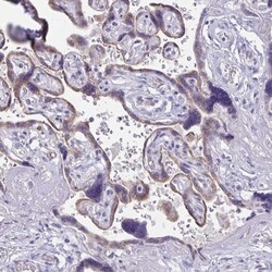 ARPP19 Antibody, Novus Biologicals 0.1mL; Unlabeled:Antibodies, Polyclonal