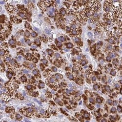 ARPP19 Antibody, Novus Biologicals 0.1mL; Unlabeled:Antibodies, Polyclonal