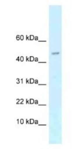 ARPP-21 Antibody, Novus Biologicals:Antibodies:Primary Antibodies