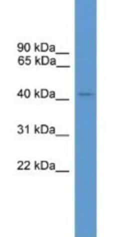 Arrestin 3 Antibody, Novus Biologicals 100&mu;L; Unlabeled:Antibodies,