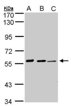 ARSE Antibody, Novus Biologicals 0.1mg; Unlabeled:Antibodies, Polyclonal