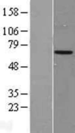 Novus Biologicals™ ARSF Overexpression Lysate