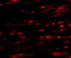 ASAH1 Antibody - BSA Free, Novus Biologicals 0.1mg; Unlabeled:Antibodies,