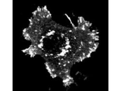 ASAP1, p Tyr782 Antibody, Novus Biologicals 0.1mg; Unlabeled:Antibodies,
