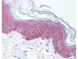 ASAP1, p Tyr782 Antibody, Novus Biologicals 0.1mg; Unlabeled:Antibodies,