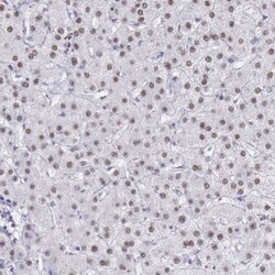 anti-ASB11, Polyclonal, Novus Biologicals 0.1mL; Unlabeled:Antibodies,