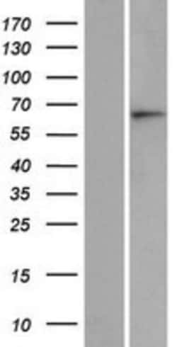 Novus Biologicals&trade;&nbsp;ASB15 Overexpression Lysate