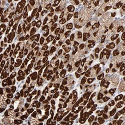 ASB3 Antibody, Novus Biologicals 0.1mL; Unlabeled:Antibodies, Polyclonal