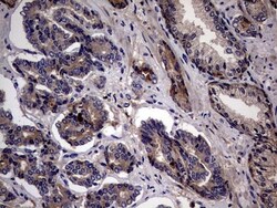 ASC2 Antibody (OTI9C10), Novus Biologicals 0.1mL; Unlabeled:Antibodies,