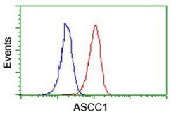 ASCC1 Antibody (OTI6G5), Novus Biologicals 0.1mL; Unlabeled:Antibodies,