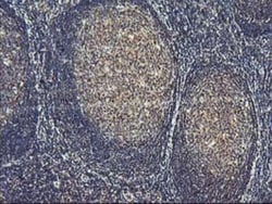 ASCC1 Antibody (OTI6G5), Novus Biologicals 0.1mL; Unlabeled:Antibodies,