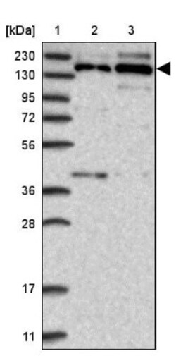 ASCC3L1 Antibody, Novus Biologicals:Antibodies:Primary Antibodies