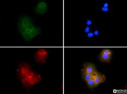 ASC/TMS1 Antibody - BSA Free, Novus Biologicals 0.1mL; Unlabeled:Antibodies,