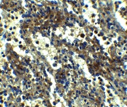 ASC/TMS1 Antibody - BSA Free, Novus Biologicals 0.1mg; Unlabeled:Antibodies,
