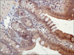 ASC/TMS1 Antibody - BSA Free, Novus Biologicals 0.1mL; Unlabeled:Antibodies,