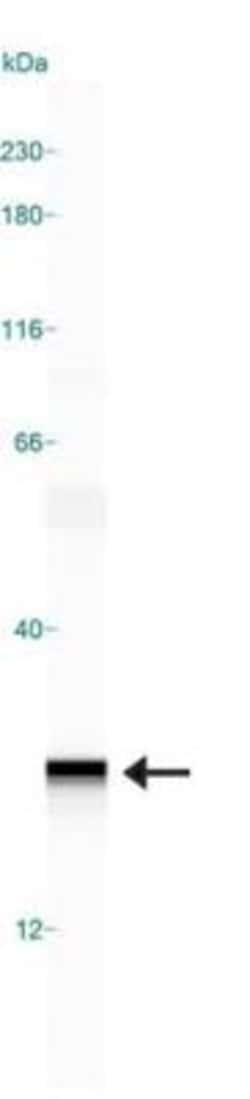 ASC/TMS1 Antibody - BSA Free, Novus Biologicals 0.1 mL | Buy Online | Novus Biologicals | Fisher Scientific