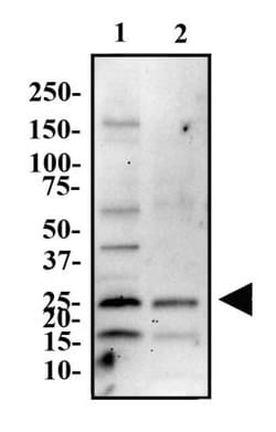 ASC/TMS1 Antibody - BSA Free, Novus Biologicals 0.1 mL | Buy Online | Novus Biologicals | Fisher Scientific