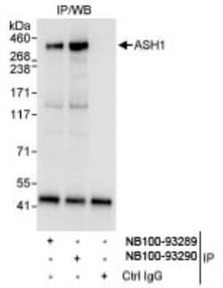 ASH1 Antibody 0.1mL; Unlabeled:Antibodies, Polyclonal