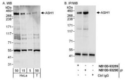 ASH1 Antibody, Novus Biologicals 0.1mL; Unlabeled:Antibodies, Polyclonal