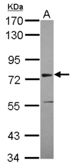 ASH2L Antibody, Novus Biologicals 0.1mL; Unlabeled:Antibodies, Polyclonal