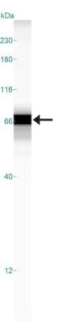 Asialoglycoprotein Receptor 2 Antibody, Novus Biologicals 0.1mL; Unlabeled:Antibodies