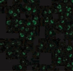 ASK1 Antibody - BSA Free, Novus Biologicals 0.1mg; Unlabeled:Anticorps,