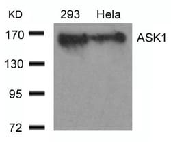 ASK1 Antibody, Novus Biologicals:Antibodies:Primary Antibodies