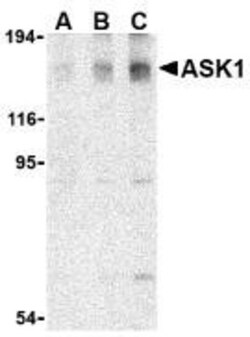 ASK1 Antibody - BSA Free, Novus Biologicals 0.1mg; Unlabeled:Anticorps,
