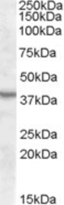 ASNA1 Antibody, Novus Biologicals 0.1mg; Unlabeled:Antibodies, Polyclonal