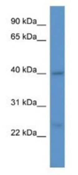 ASNA1 Antibody, Novus Biologicals:Antibodies:Primary Antibodies