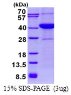 Novus Biologicals&trade;&nbsp;Recombinant Human ASNA1 His Protein