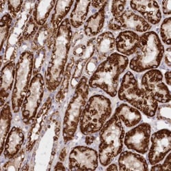 ASNSD1 Antibody, Novus Biologicals:Antibodies:Primary Antibodies