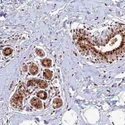 Aspartyl Aminopeptidase Antibody, Novus Biologicals 25 &mu;L; Unlabeled:Antibodies,