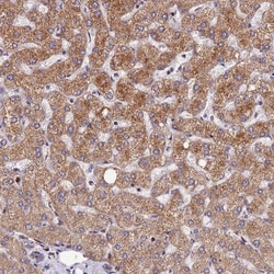 ASPHD1 Antibody, Novus Biologicals 0.1mL; Unlabeled:Antibodies, Polyclonal