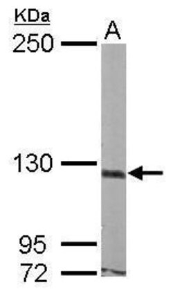 ASTN1 Antibody, Novus Biologicals 0.1mL:Antibodies, Polyclonal