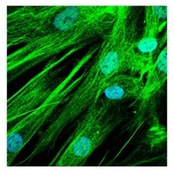 ASTN2 Antibody, Novus Biologicals:Antibodies:Primary Antibodies
