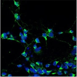 ASTN2 Antibody, Novus Biologicals:Antibodies:Primary Antibodies
