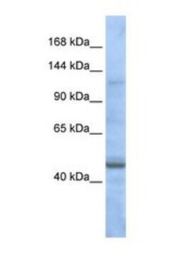 ASTN2 Antibody, Novus Biologicals:Antibodies:Primary Antibodies