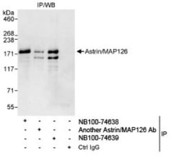 Astrin Antibody, Novus Biologicals 0.1mg; Unlabeled:Antibodies, Polyclonal