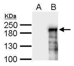 ASXL1 Antibody, Novus Biologicals 0.1mL:Antibodies, Polyclonal