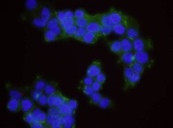 Atad5 Antibody, Novus Biologicals 0.1mg; Unlabeled:Antibodies, Polyclonal
