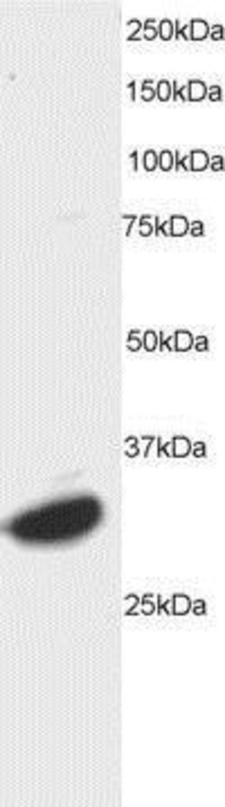 ATF7 Antibody, Novus Biologicals 0.1mg; Unlabeled:Antibodies, Polyclonal