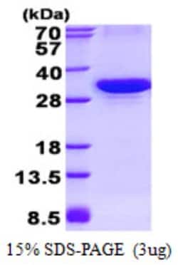 Novus Biologicals&trade;&nbsp;Recombinant Human ATG10 His Protein